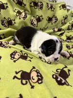 Prissy, a female Boston Terrier for sale in Binger, OK – 1 of 2