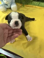 Robie, a male Boston Terrier for sale in Binger, OK – 1 of 2