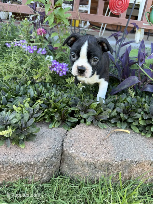 Gregg  – Boston Terrier puppy for sale in Binger, OK