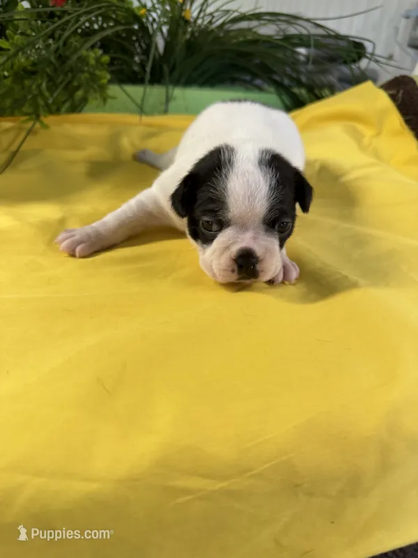 Emma – Boston Terrier puppy on hold in Binger, OK