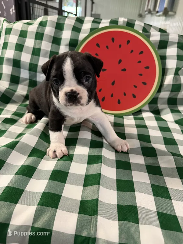 Gregg  – Boston Terrier puppy for sale in Binger, OK