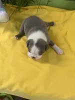 Miss Blu, a female Boston Terrier for sale in Binger, OK – 2 of 2
