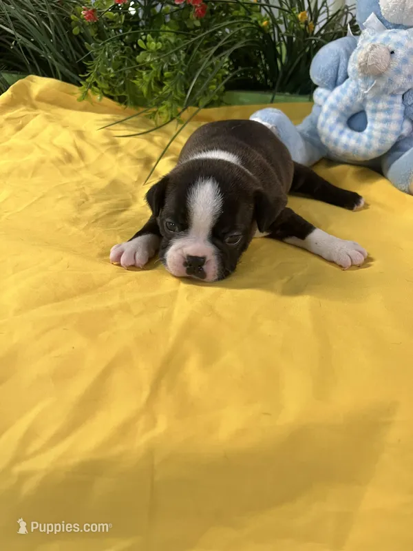Roxie – Boston Terrier puppy for sale in Binger, OK