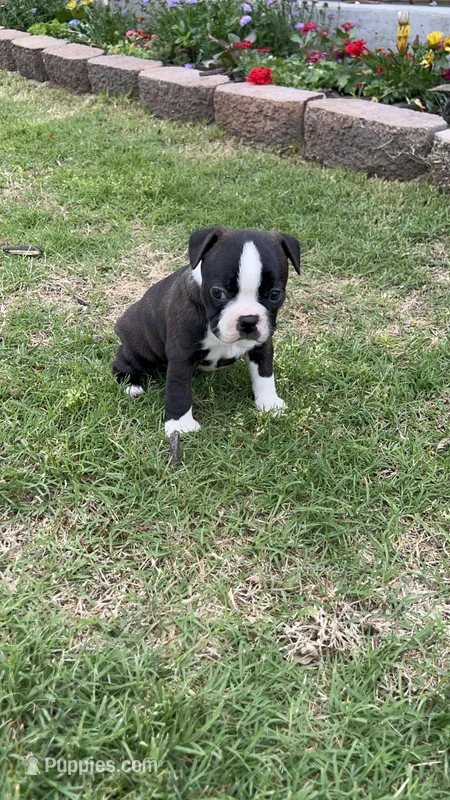 Roxie – Boston Terrier puppy on hold in Binger, OK