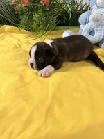 Roxie, a female Boston Terrier for sale in Binger, OK – Photo 3 of 3