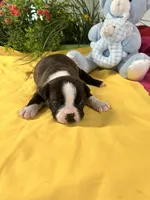 Roxie, a female Boston Terrier for sale in Binger, OK – Photo 2 of 3