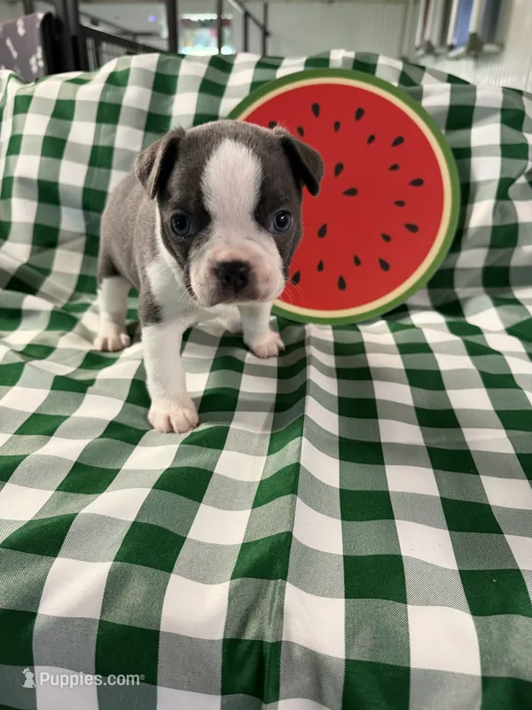 Mr Blue jeans – Boston Terrier puppy for sale in Binger, OK