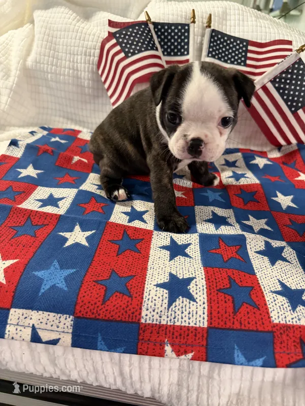 Ruby Ann – Boston Terrier puppy for sale in Binger, OK