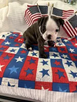 Ruby Ann, a female Boston Terrier for sale in Binger, OK – 5 of 9
