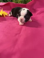 Emery , a female Boston Terrier for sale in Binger, OK – 2 of 2