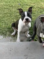 Cash , a male Boston Terrier for sale in Binger, OK – 1 of 3