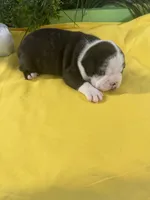 Rex, a male Boston Terrier for sale in Binger, OK – 2 of 2