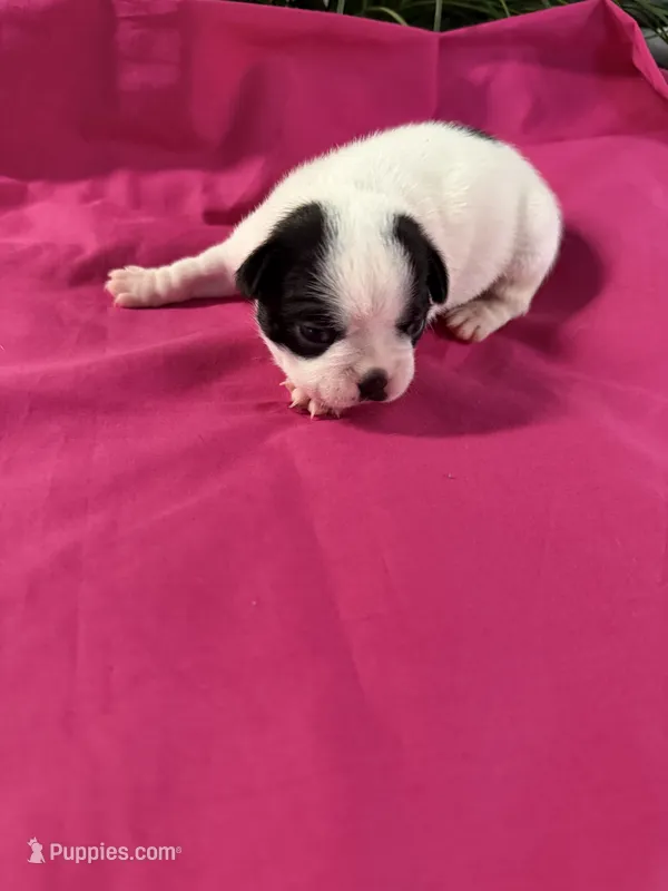 Emma – Boston Terrier puppy for sale in Binger, OK