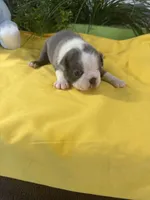 Miss Blu, a female Boston Terrier for sale in Binger, OK – 1 of 2