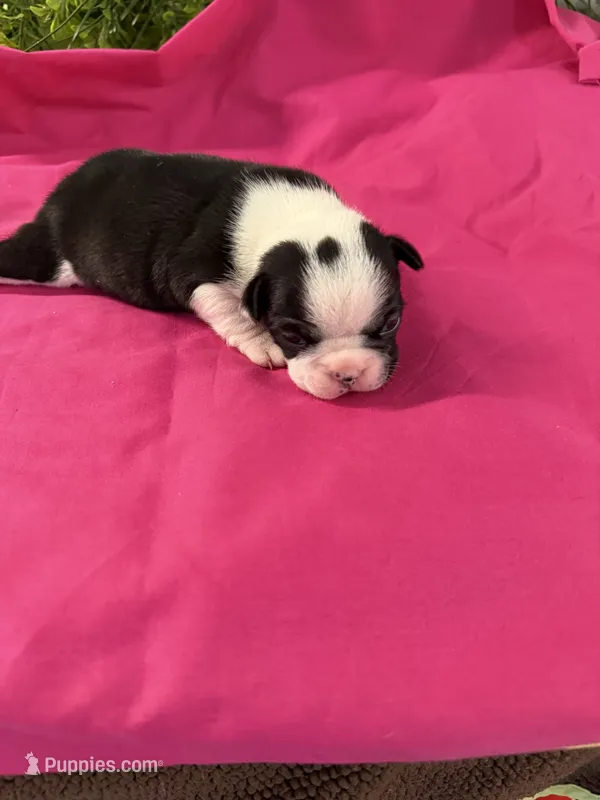 Emery  – Boston Terrier puppy for sale in Binger, OK