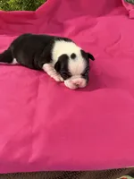 Emery , a female Boston Terrier for sale in Binger, OK – 1 of 2