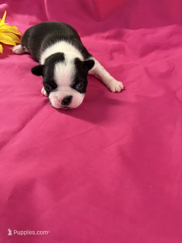 Ellie  – Boston Terrier puppy for sale in Binger, OK
