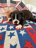 George, a male Boston Terrier for sale in Binger, OK – 2 of 4