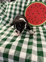 George, a male Boston Terrier for sale in Binger, OK – 3 of 4