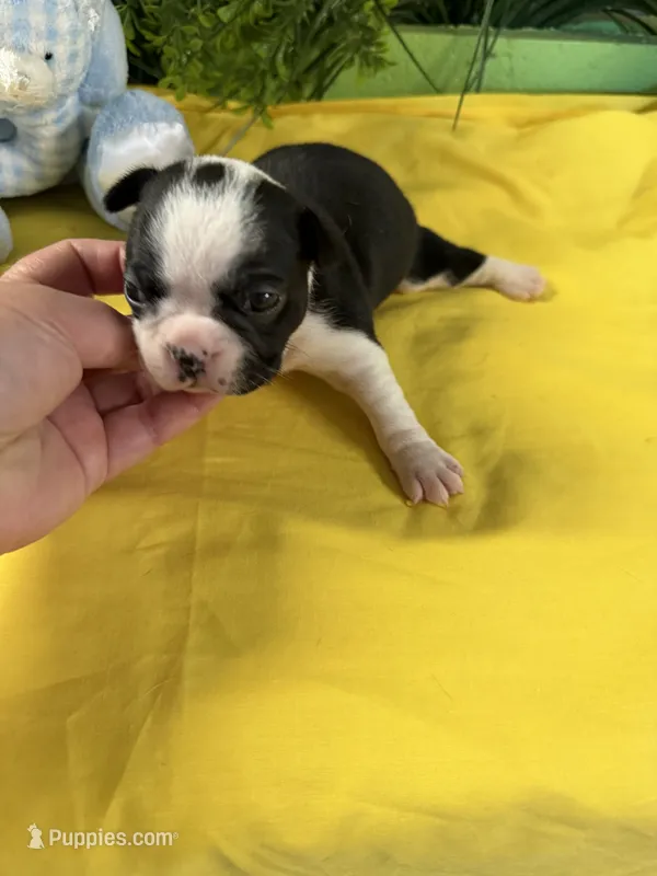 Emery  – Boston Terrier puppy on hold in Binger, OK