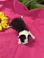 Ellie , a female Boston Terrier for sale in Binger, OK – 2 of 2