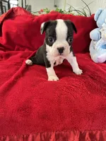 processed/215b5e5c-ae50-4718-8008-d5a437a04908/listing/7f30fb64-a7d5-4da4-a051-e7e7a9eb43be/7ead2176-8ecf-46ff-b482-8ba02ba3a0c8