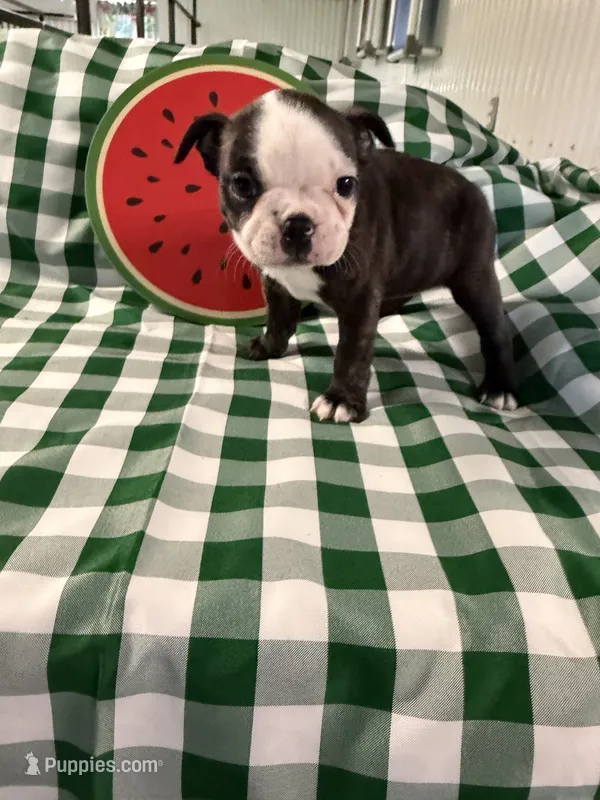 Ruby Ann – Boston Terrier puppy for sale in Binger, OK