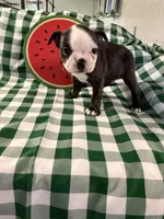 Ruby Ann, a female Boston Terrier for sale in Binger, OK – 4 of 9