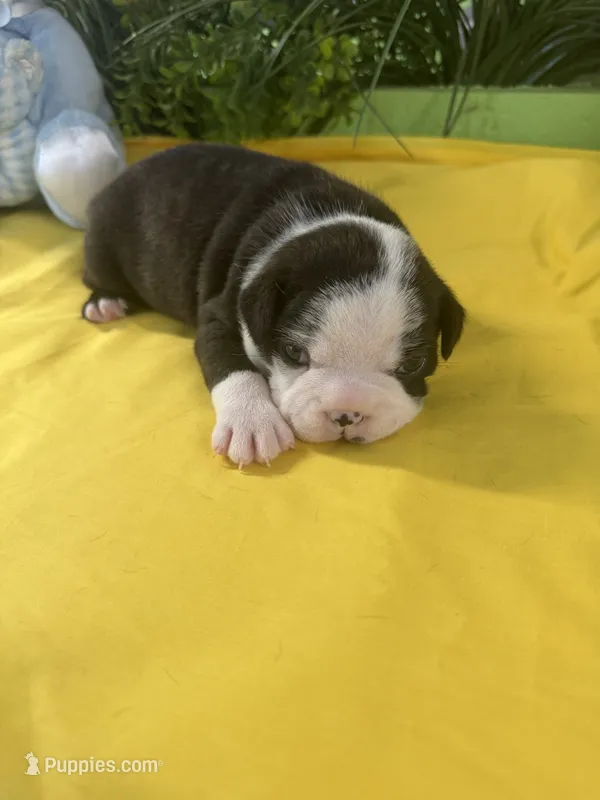 Rex – Boston Terrier puppy for sale in Binger, OK
