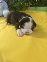 Rex, a male Boston Terrier for sale in Binger, OK – 1 of 2