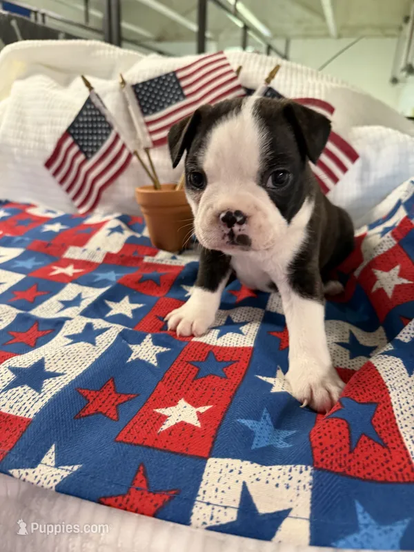 Rex – Boston Terrier puppy for sale in Binger, OK
