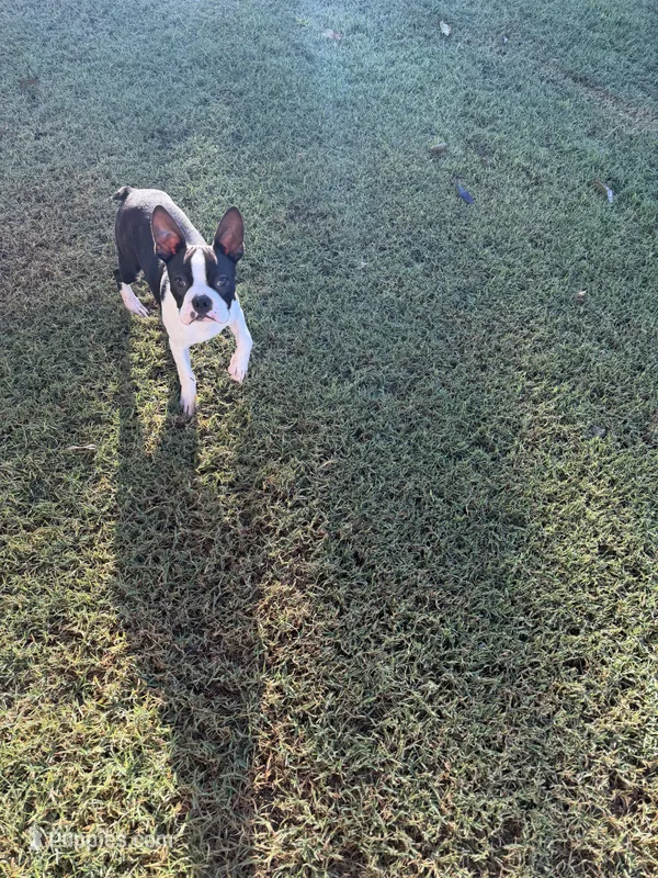Cash  – Boston Terrier puppy for sale in Binger, OK