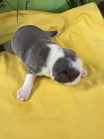 Miss Bonnie , a female Boston Terrier for sale in Binger, OK – 2 of 2
