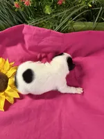 Emma, a female Boston Terrier for sale in Binger, OK – 2 of 2