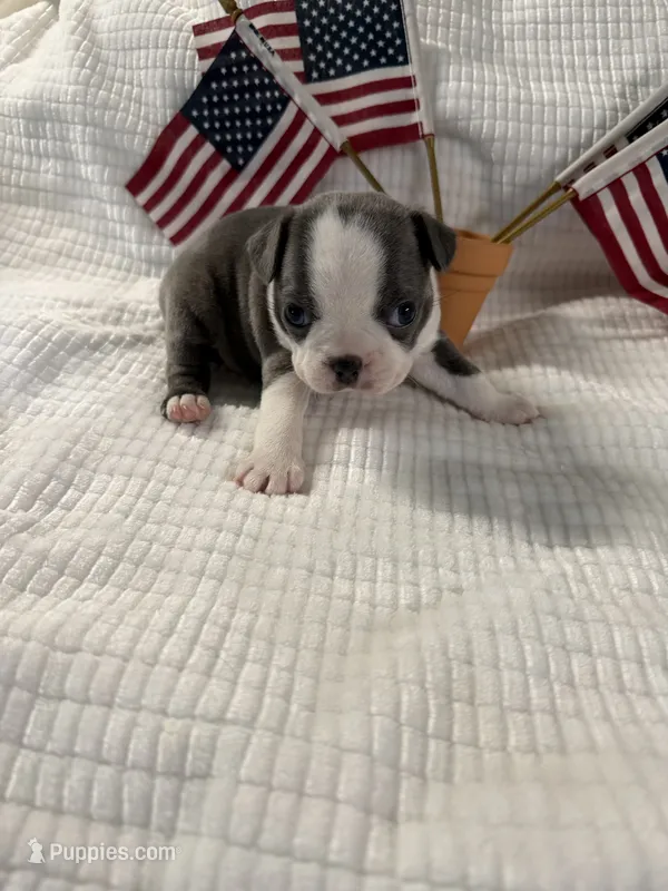 Miss Blu – Boston Terrier puppy for sale in Binger, OK