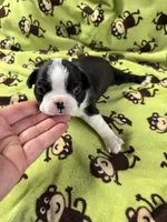 Poppy, a female Boston Terrier for sale in Binger, OK – 2 of 3