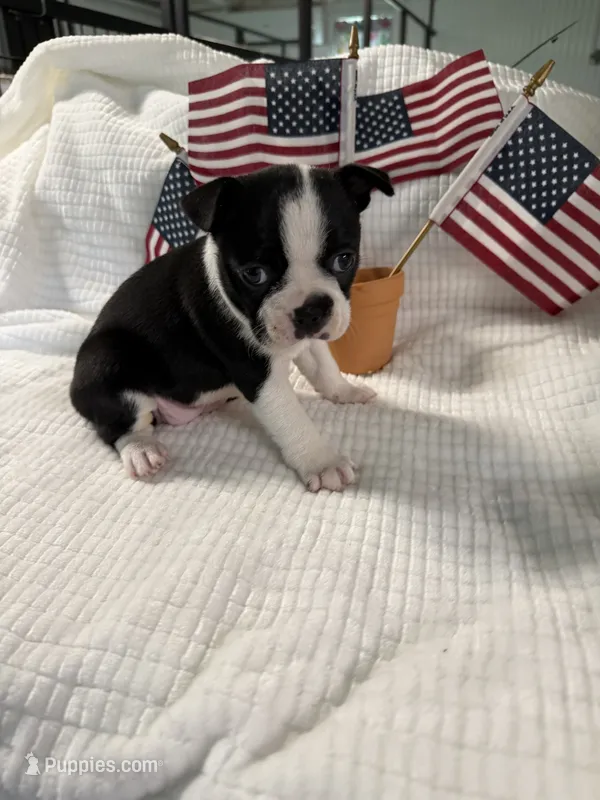 Ellie  – Boston Terrier puppy for sale in Binger, OK