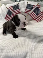 Ruby Ann, a female Boston Terrier for sale in Binger, OK – 6 of 9