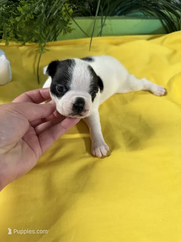 Evie – Boston Terrier puppy for sale in Binger, OK