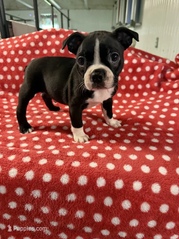 George – Boston Terrier puppy for sale in Binger, OK