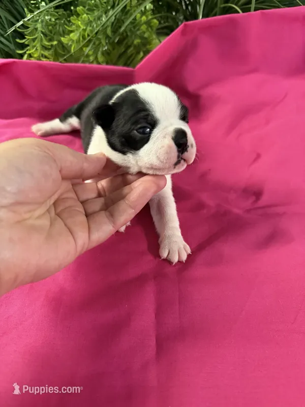 Eden – Boston Terrier puppy for sale in Binger, OK
