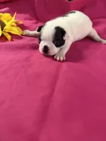 Evie, a female Boston Terrier for sale in Binger, OK – 2 of 2