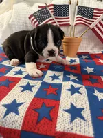 Gregg , a male Boston Terrier for sale in Binger, OK – 2 of 2