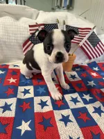 Evie, a female Boston Terrier for sale in Binger, OK – 3 of 5