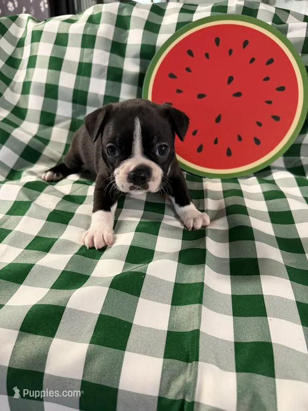 George – Boston Terrier puppy for sale in Binger, OK