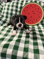 George, a male Boston Terrier for sale in Binger, OK – 1 of 4