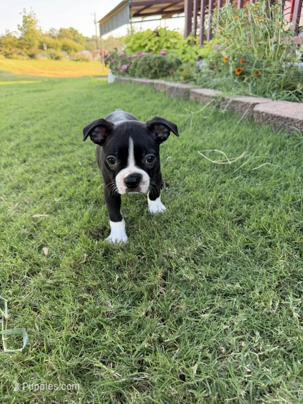 George – Boston Terrier puppy for sale in Binger, OK