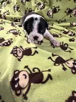 Prissy, a female Boston Terrier for sale in Binger, OK – 2 of 2