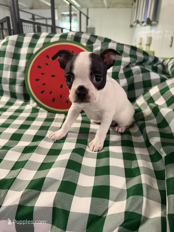 Evie – Boston Terrier puppy for sale in Binger, OK