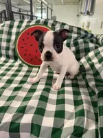 Evie, a female Boston Terrier for sale in Binger, OK – 1 of 5